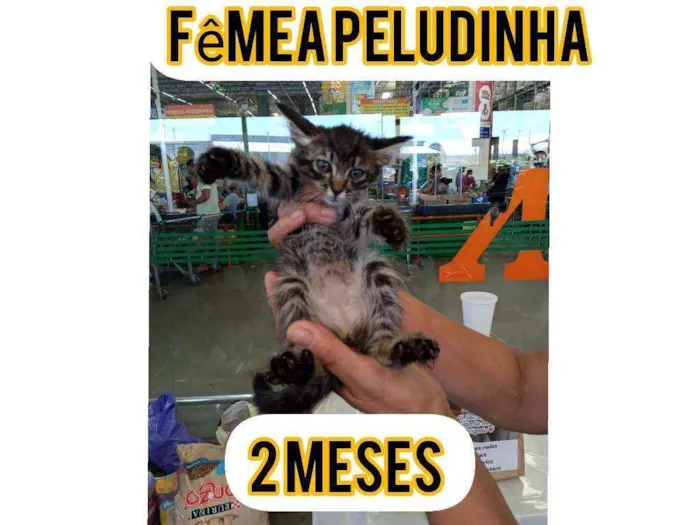 Gato ra a Srd idade Abaixo de 2 meses nome Joao