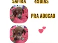 Safira
