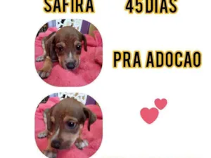 Cachorro raça Srd idade Abaixo de 2 meses nome Safira