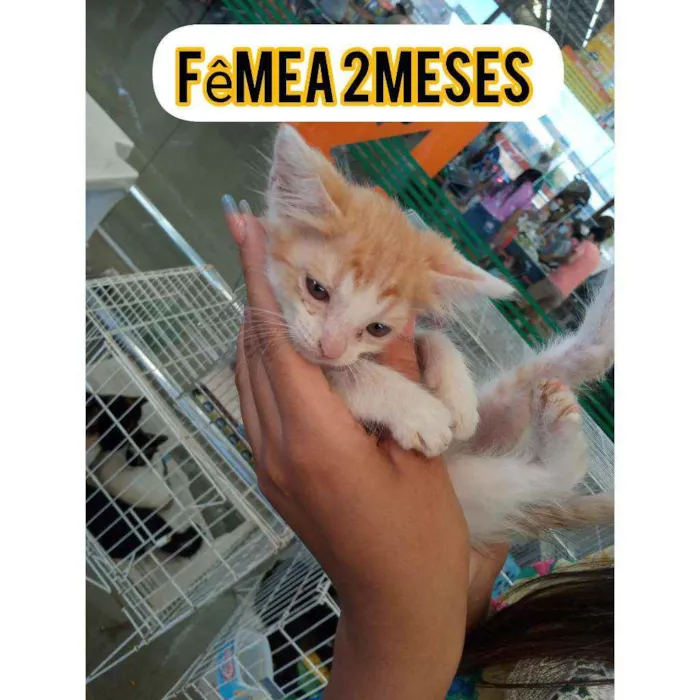 Gato ra a Srd idade 2 a 6 meses nome Bia