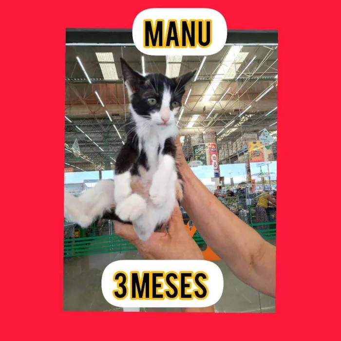 Gato ra a Srd idade 2 a 6 meses nome Sininho
