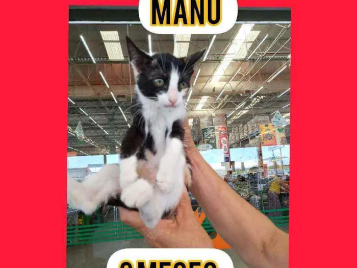 Gato ra a Srd idade 2 a 6 meses nome Sininho