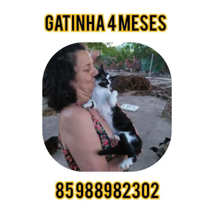 Gato ra a Srd idade 2 a 6 meses nome Bigbig