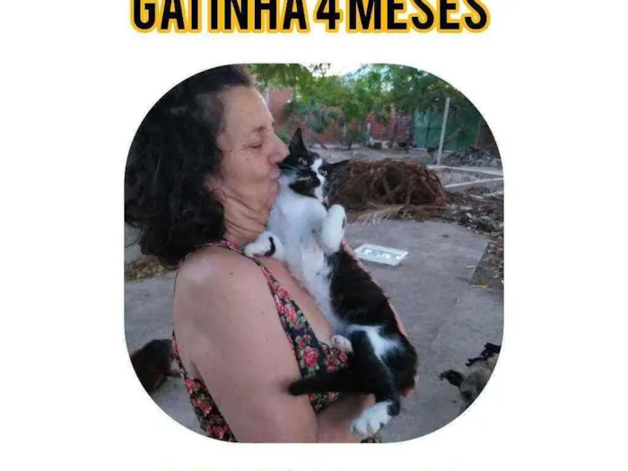 Gato ra a Srd idade 2 a 6 meses nome Bigbig