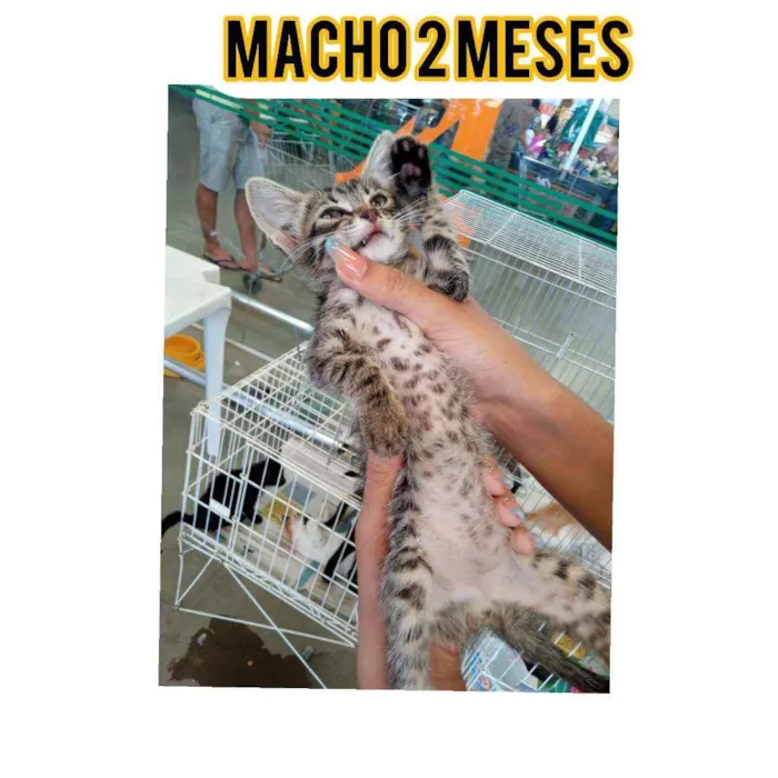 Gato ra a Srd idade Abaixo de 2 meses nome Mari 