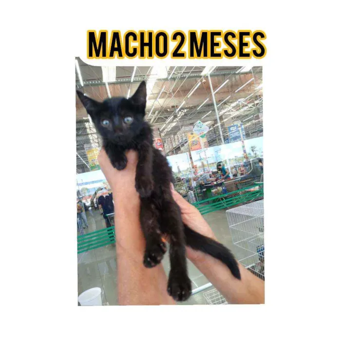 Gato ra a Srd idade 2 a 6 meses nome Pele