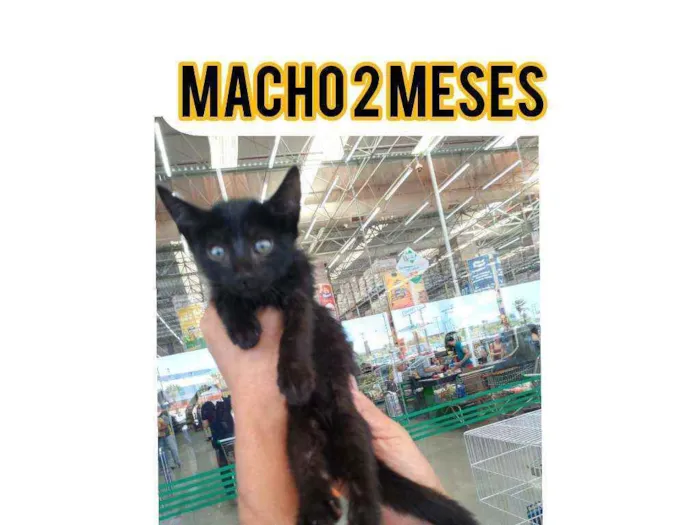 Gato ra a Srd idade 2 a 6 meses nome Pele