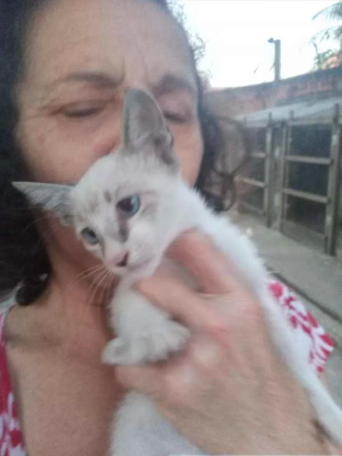 Gato ra a Srd idade 2 a 6 meses nome Zoi