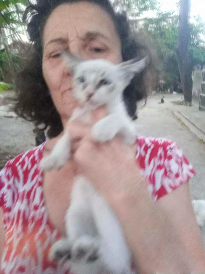 Gato ra a Srd idade 2 a 6 meses nome Zoi