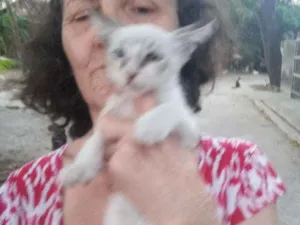 Gato raça Srd idade 2 a 6 meses nome Zoi
