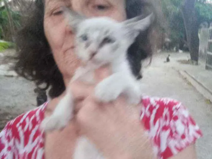 Gato ra a Srd idade 2 a 6 meses nome Zoi