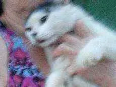 Gato raça Srd idade 7 a 11 meses nome Pantera