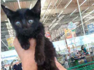 Gato raça Srd idade 2 a 6 meses nome Pele