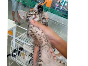 Gato raça Srd idade Abaixo de 2 meses nome Mari 