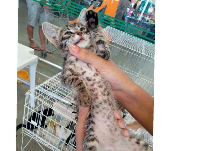 Gato ra a Srd idade Abaixo de 2 meses nome Mari 