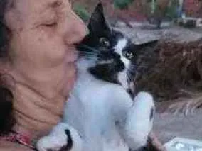 Gato raça Srd idade 2 a 6 meses nome Bigbig