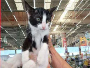 Gato raça Srd idade 2 a 6 meses nome Sininho