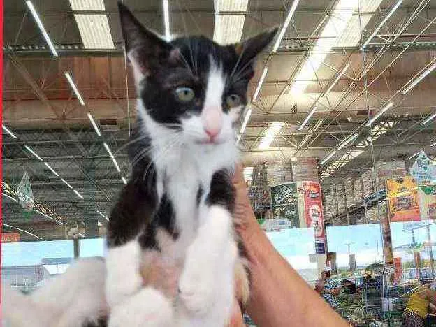 Gato ra a Srd idade 2 a 6 meses nome Sininho
