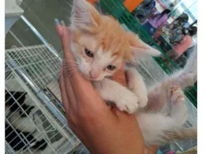 Gato raça Srd idade 2 a 6 meses nome Bia