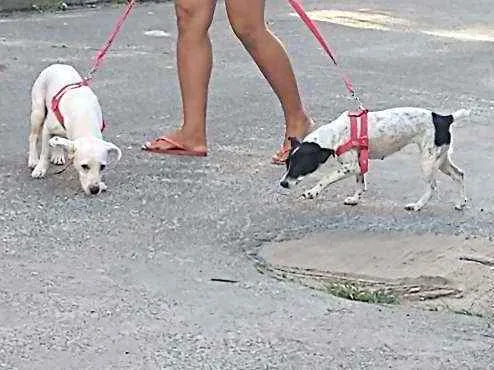 Cachorro raça Vira lata idade 3 anos nome Meggie e Nick