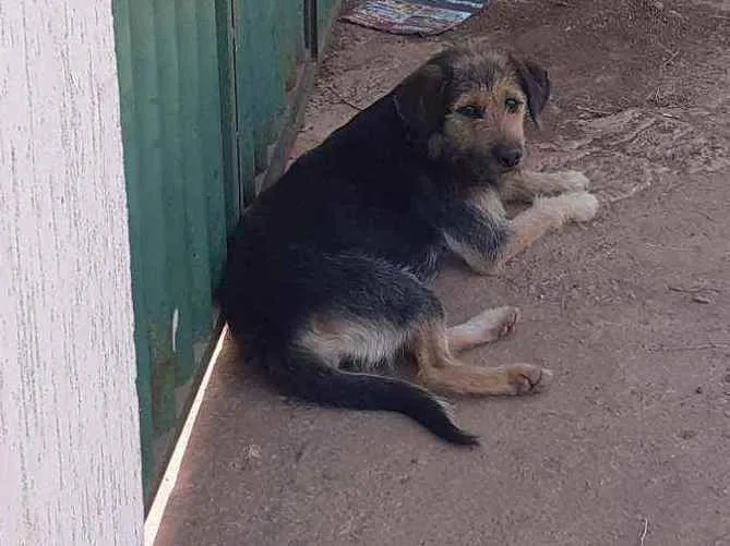 Cachorro ra a Vira lata  idade 7 a 11 meses nome Não tem 