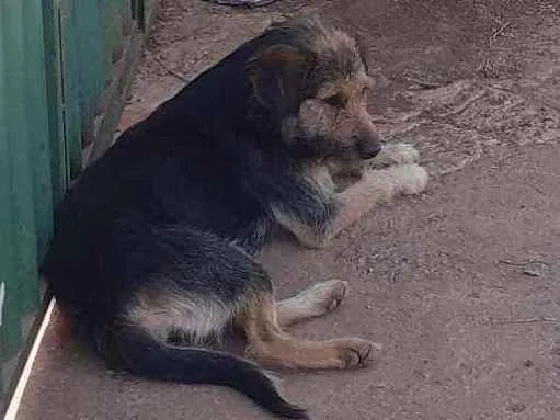 Cachorro ra a Vira lata  idade 7 a 11 meses nome Não tem 