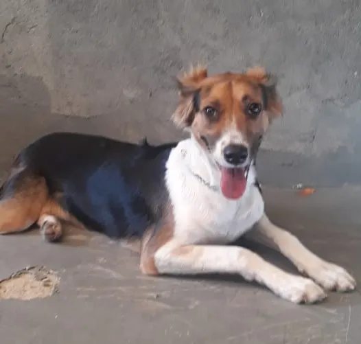 Cachorro ra a SRD-ViraLata idade 7 a 11 meses nome Lilica