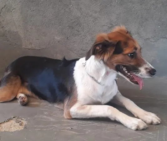 Cachorro ra a SRD-ViraLata idade 7 a 11 meses nome Lilica