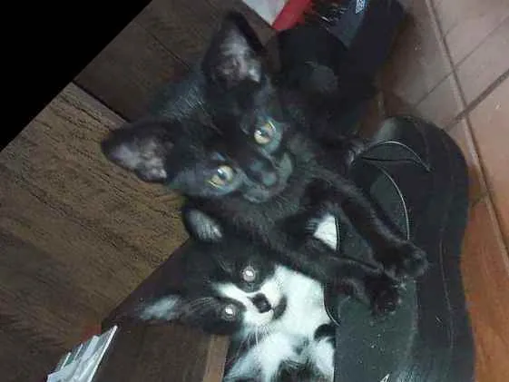 Gato ra a Srd idade 2 a 6 meses nome Nega,bela, Naná,Huck