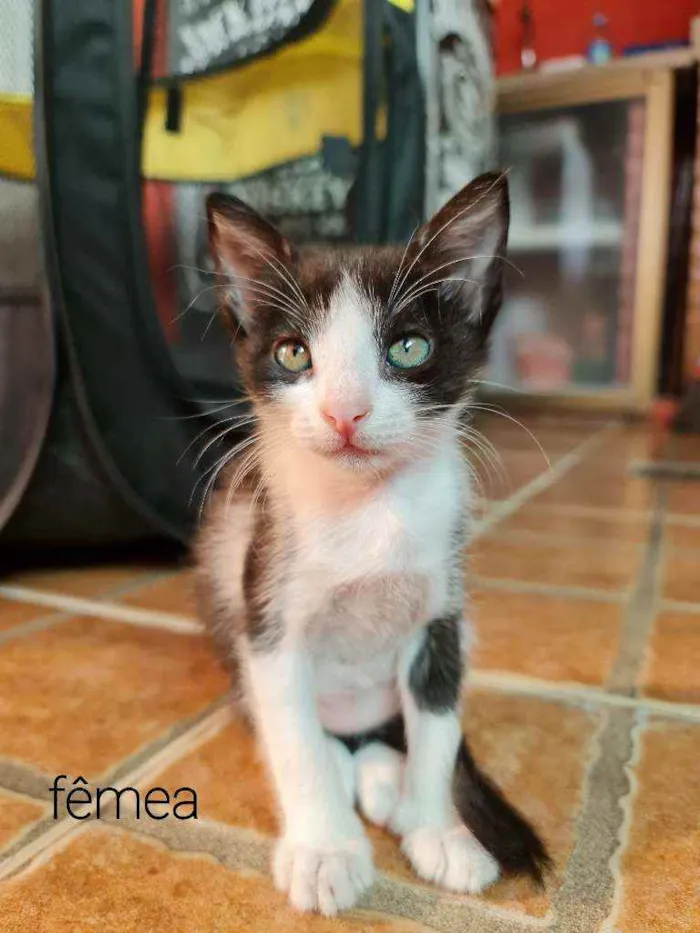 Gato ra a SRD idade Abaixo de 2 meses nome Pituca