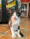Pituca