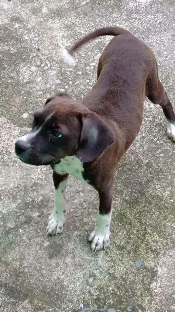 Cachorro ra a Não sei idade 2 a 6 meses nome Pandora
