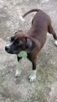 Pandora