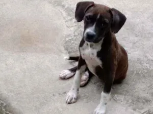 Cachorro raça Não sei idade 2 a 6 meses nome Pandora