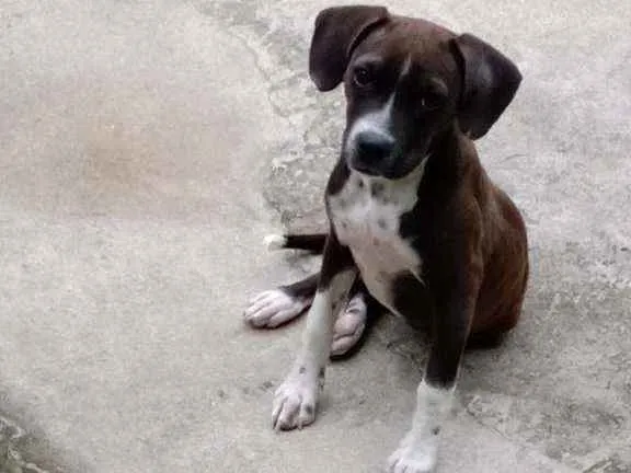 Cachorro ra a Não sei idade 2 a 6 meses nome Pandora