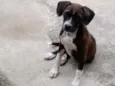 Pandora
