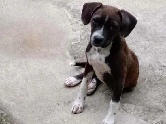 Cachorro ra a Não sei idade 2 a 6 meses nome Pandora