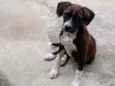 Pandora