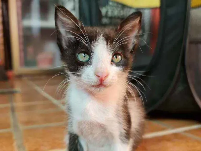 Gato ra a SRD idade Abaixo de 2 meses nome Pituca