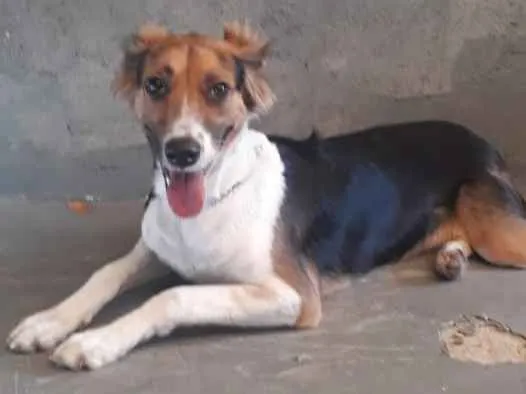 Cachorro ra a SRD-ViraLata idade 7 a 11 meses nome Lilica