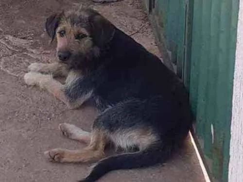 Cachorro ra a Vira lata  idade 7 a 11 meses nome Não tem 