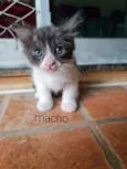 Pom pom