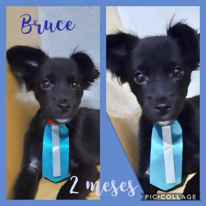Cachorro ra a Srd idade 2 a 6 meses nome Bruce