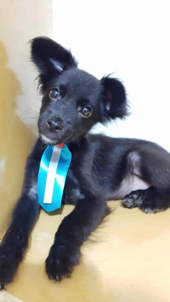 Cachorro ra a Srd idade 2 a 6 meses nome Bruce