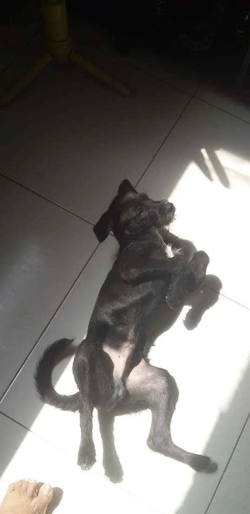 Cachorro raça Picher com viralata idade 2 a 6 meses nome Ted