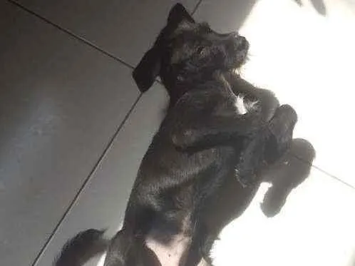 Cachorro raça Picher com viralata idade 2 a 6 meses nome Ted