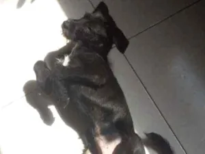 Cachorro raça Picher com viralata idade 2 a 6 meses nome Ted