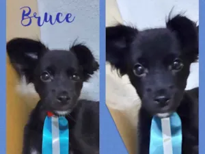 Cachorro raça Srd idade 2 a 6 meses nome Bruce