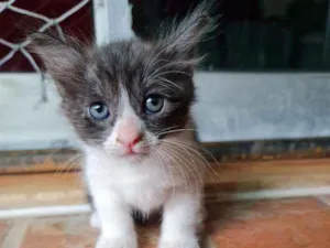 Gato raça SRD idade Abaixo de 2 meses nome Pom pom