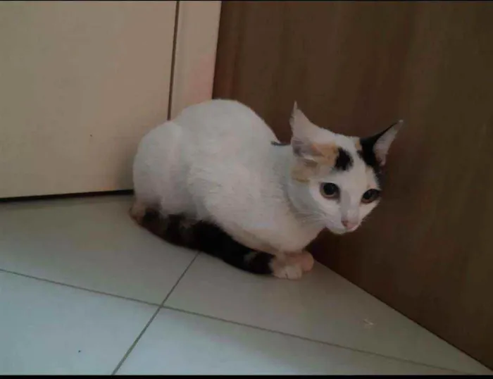 Gato ra a RND idade 2 a 6 meses nome Mia